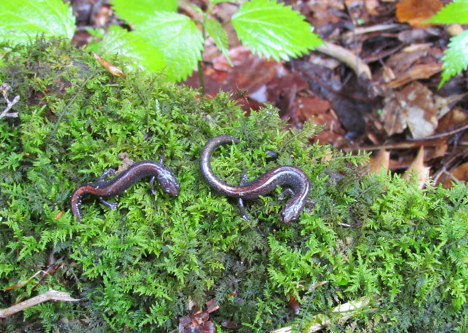 Redback Salamanders